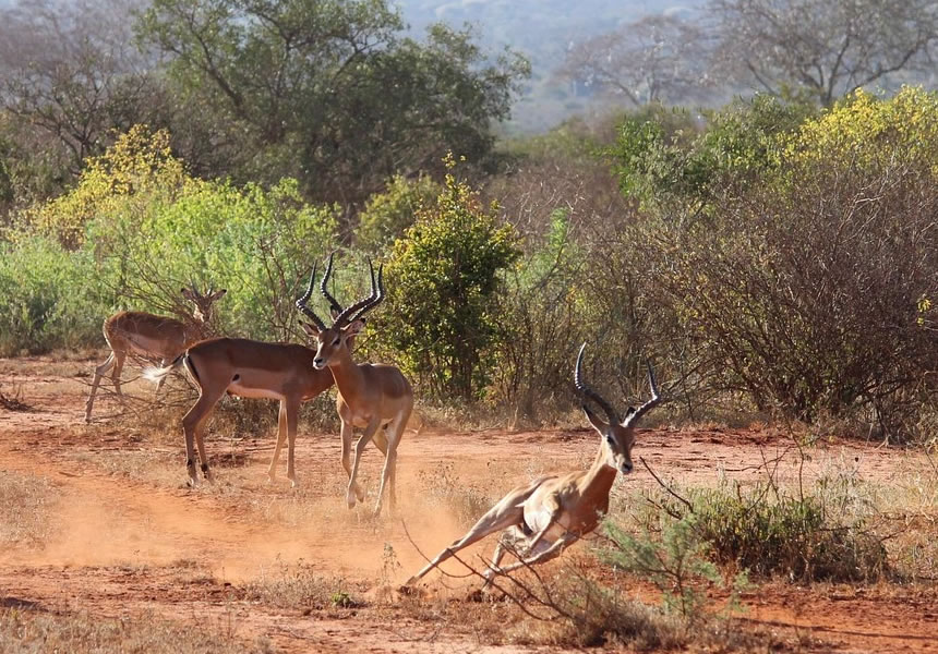 Red elephants in Tsavo National Park Kenya
